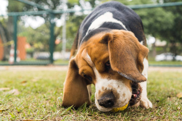 istock Beagle dog playing and having fun in the park. Selective focus 1354923823