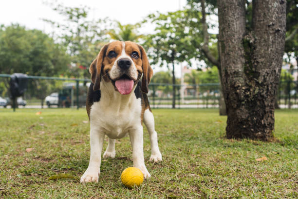 Beagle dog playing and having fun in the park. Selective focus.