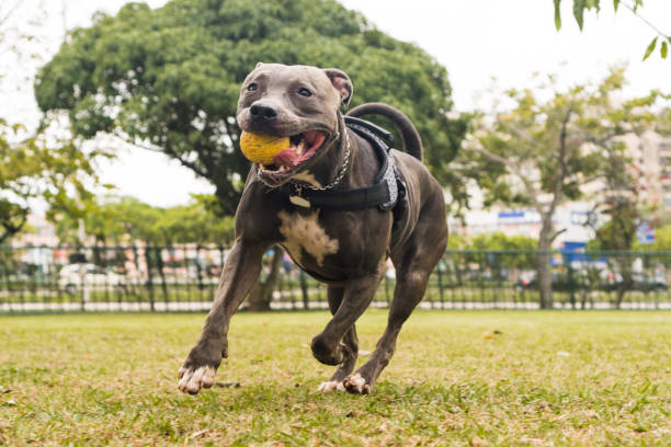 istock Pit bull dog playing and having fun in the park. Selective focus 1354923923