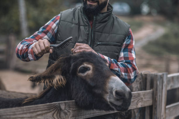 istock Bearded farmer brushing a donkey on cattle-farm 1354924746