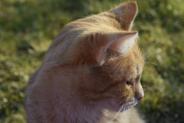 Ginger cat's profile photo