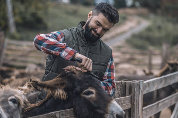 istock Farmer brushing animals on a farm 1354924759
