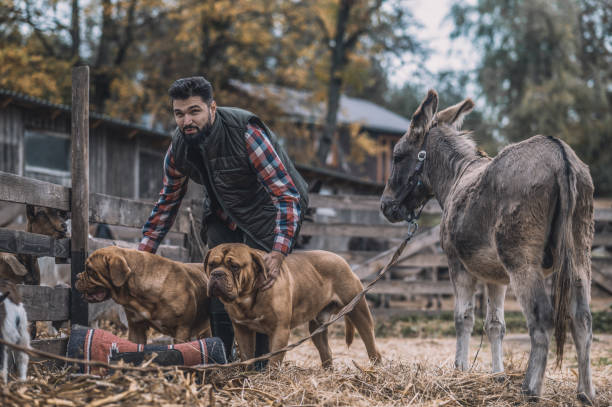 istock Bearded man with two big dogs in a country side 1354924772