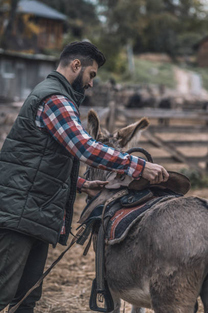 istock A dark-haired man saddling up a donkey 1354924779