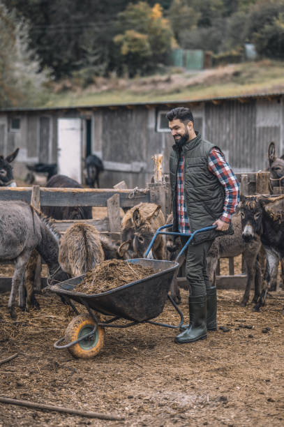 istock A farmer cleaning the cattle-pen and looking busy 1354924818