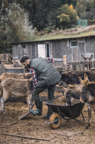 istock A farmer cleaning the cattle-pen and looking busy 1354924819