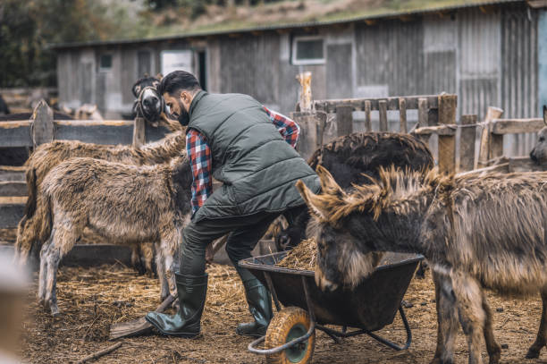 istock A farmer cleaning the cattle-pen and looking busy 1354924825