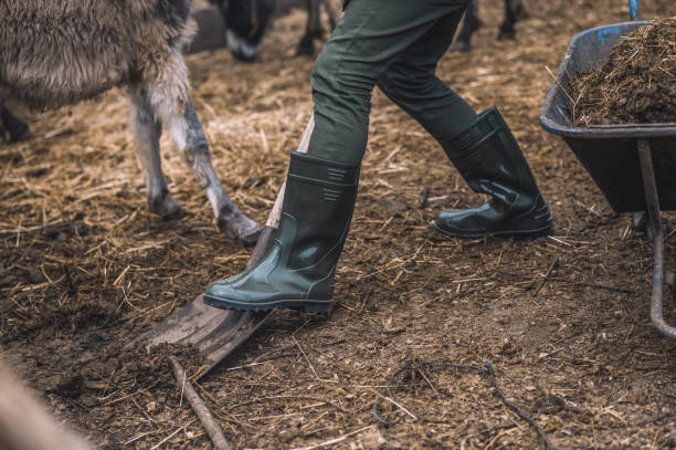 istock A farmer cleaning the cattle-pen and looking busy 1354924828