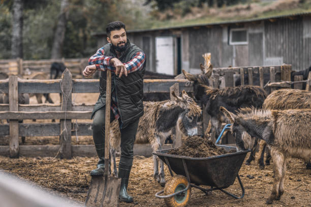 istock Farmer with a spade cleaning the dung in the stall 1354924831