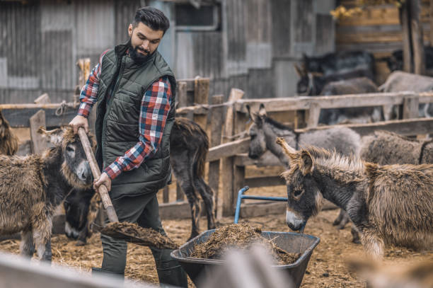 istock Farmer with a spade cleaning the dung in the stall 1354924837