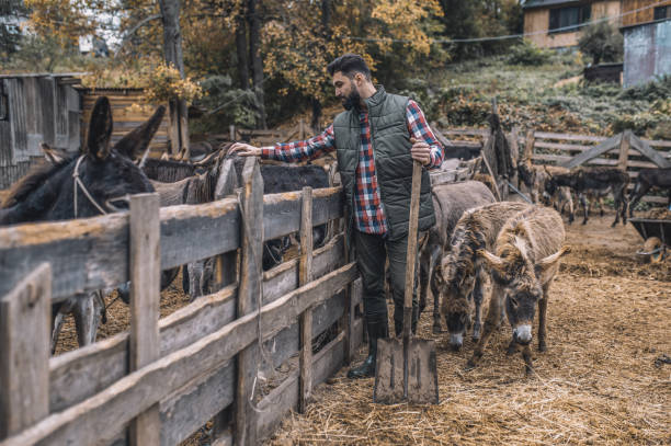 istock Farmer looking agfter animals at the farm 1354924846