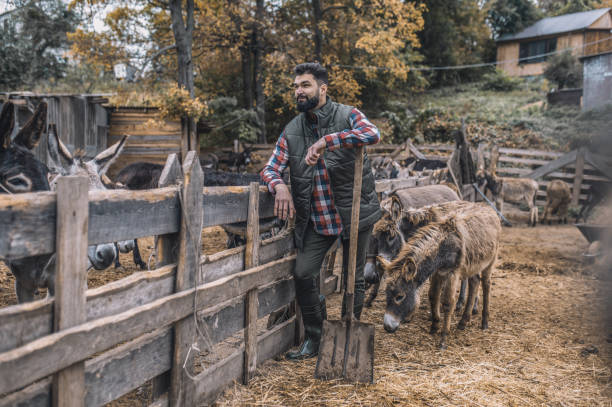 istock A farmer with a spade standing near the catlle-pen 1354924848