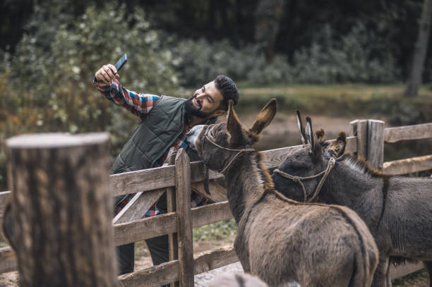 istock Cheerful farmer making selfie with donkeys 1354924866