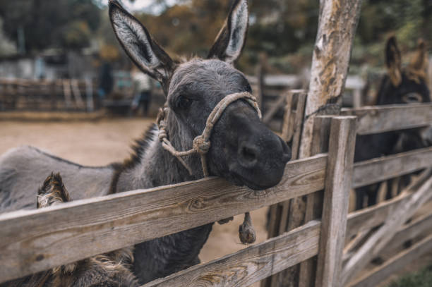 istock Cute donkeys at the cattle farm 1354924880
