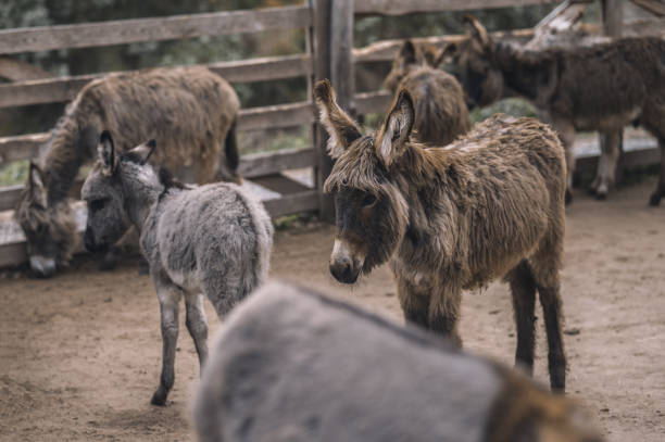 istock Cute donkeys at the cattle farm 1354924884