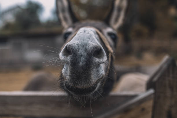 istock Close up of a donekys head 1354924903