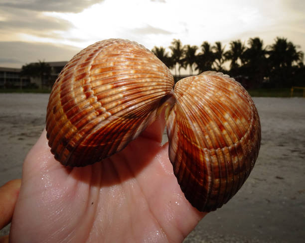Giant Cockle Shell on Display on the Beaches of Sanibel Island, Florida