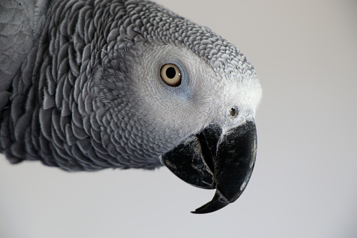 isolated African grey parrot.