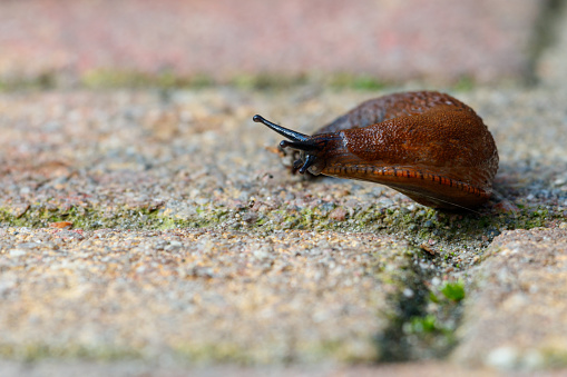 a snail en route in the garden and makes a sharp left turn.