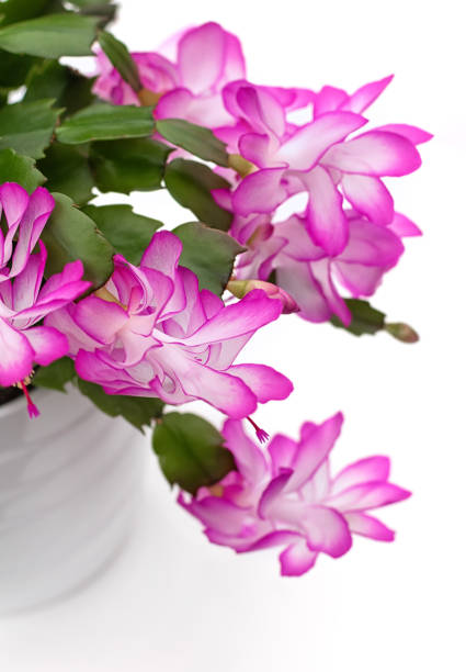 Christmas Cactus (Schlumbergera) Flowers in Bloom with Copy Space for Invite, Greeting Card or Announcement