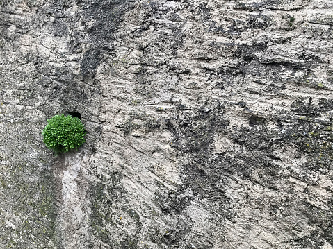 plant growing in a crack