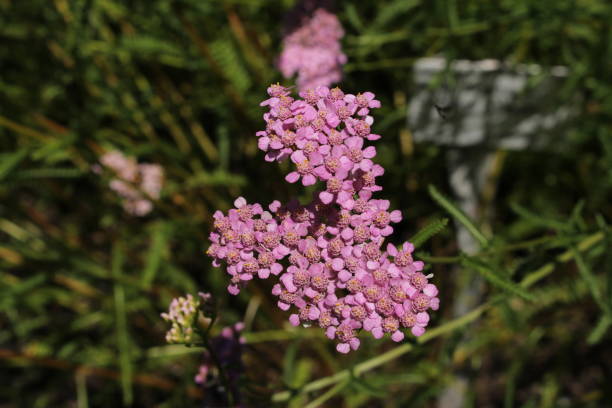kwiaty "fernleaf yarrow" - achillea asplenifolia - 11917 zdjęcia i obrazy z banku zdjęć