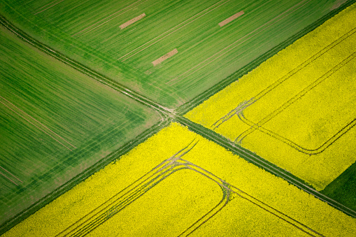 Canola fields, agricultural area - aerial view