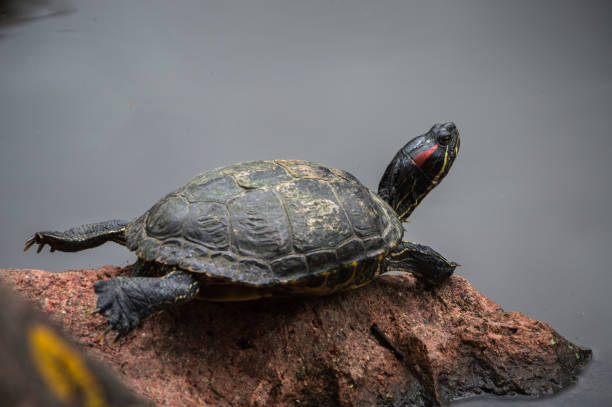 istock close up of a tiny little turtle 1354930242