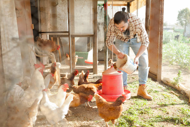 istock Smiling girl farmer feeding chicken from bucket with seed 1354930809