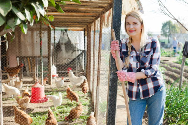 istock Young woman farmer caring for poultry 1354930811