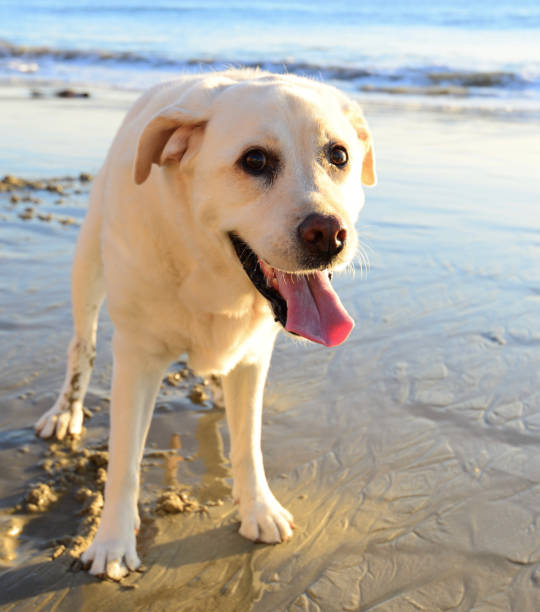 istock Dog playing on the beach at sunset 1354932244