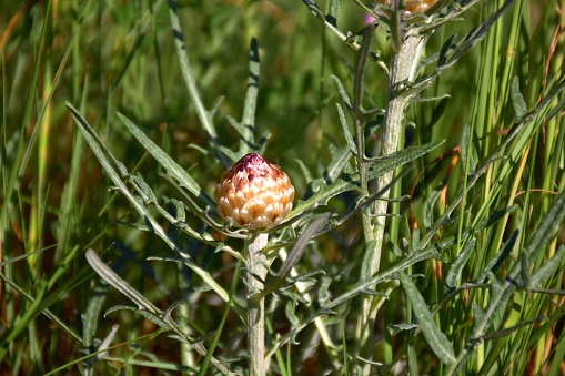 Leuzea conifera (Rhaponticum coniferum). It has fruits in the shape of a cone or pineapple.