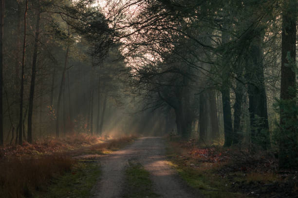 istock light beams in the fog in a autumn forest 1354933351