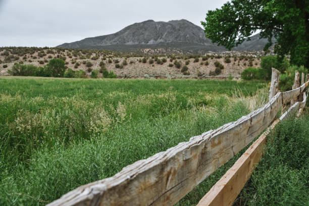 istock A Vineyard  in Southern Colorado 1354933489