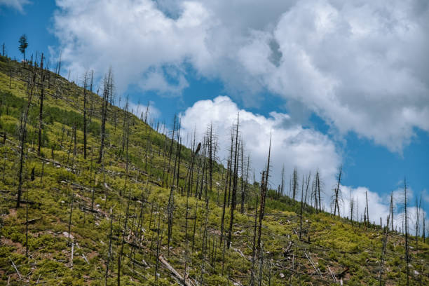 istock Vallecito Reservoir in Durango Colorado 1354933823