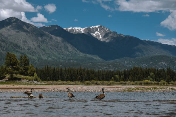 istock Geese on Vallecito Reservoir in Durango Colorado 1354933873