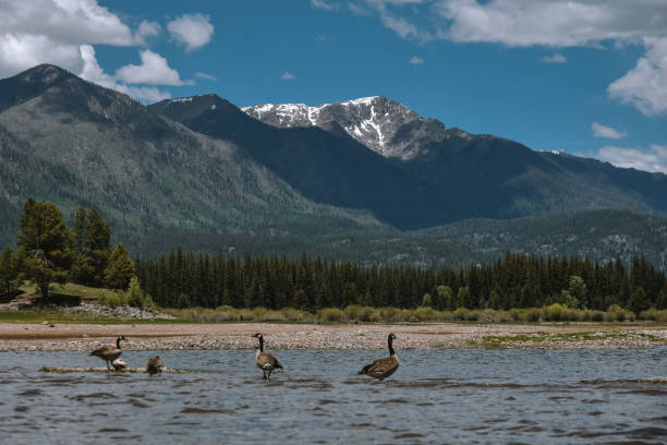 Geese on Vallecito Reservoir in Durango Colorado stock photo