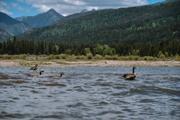 istock Geese on Vallecito Reservoir in Durango Colorado 1354933878