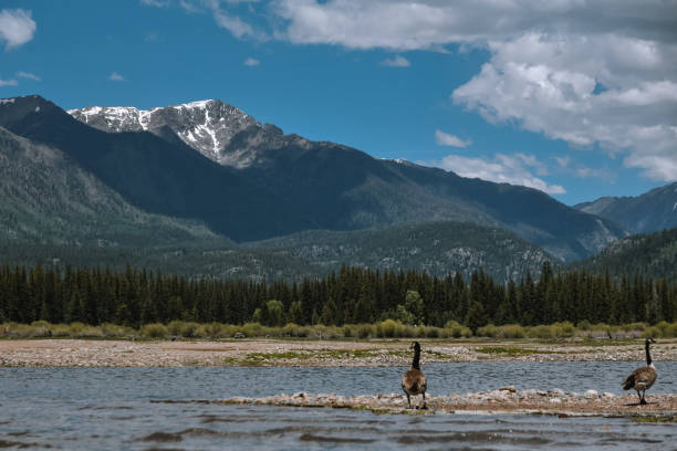 istock Geese on Vallecito Reservoir in Durango Colorado 1354933880
