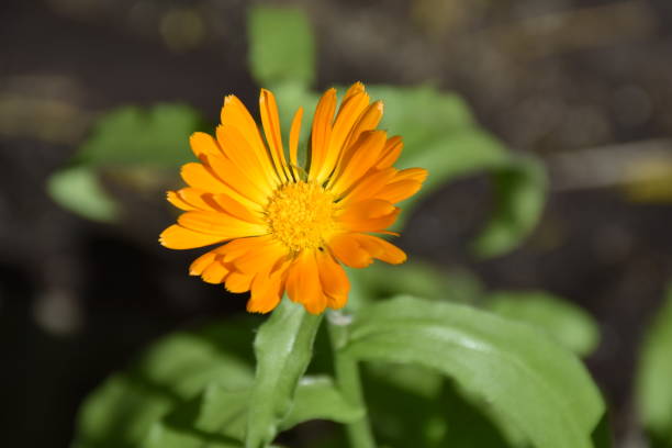 カレンデュラ・フィフィシナリスの花。 - nobody nature orange calendula arvensis ストックフォトと画像