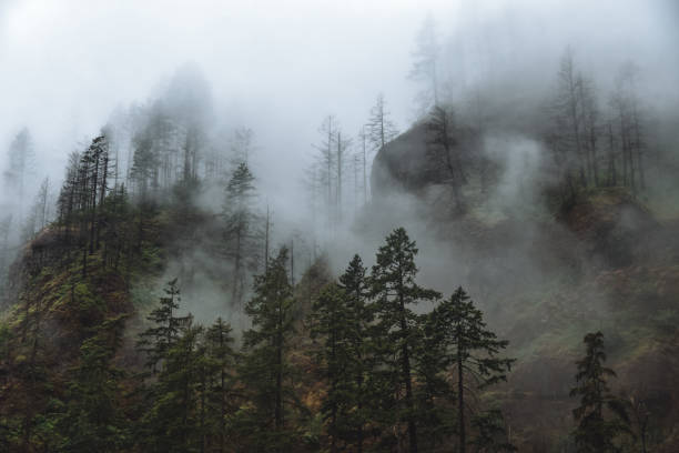 Misty Forest on Wahclella Falls Hike In Hood River, Oregon stock photo