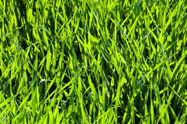istock grass growing in the field 1354935323