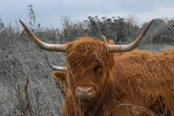 istock close up of a highland cow 1354935639