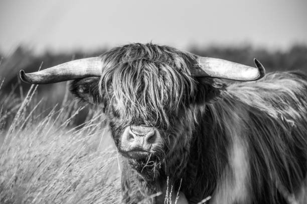 istock close up of a highland cow 1354935663