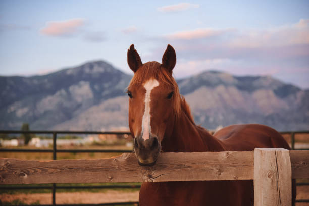 Horse Farm in Ogden Utah at Sunset stock photo