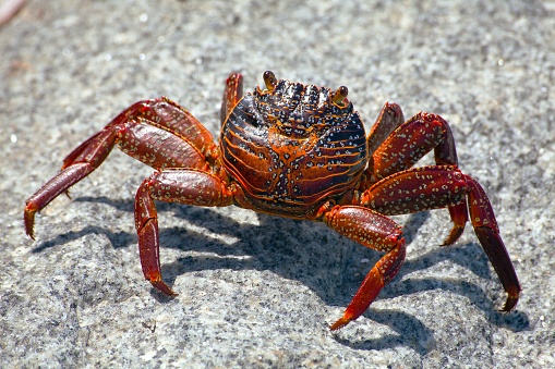 Red crab sitting on stone, sea crustacean, water animal
