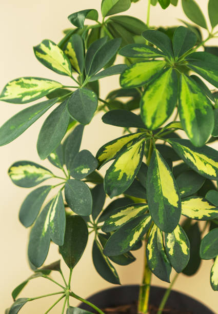 istock Schefflera arboricola green foliage plant background 1354938615