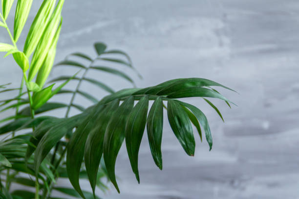 istock Palm leaves against the grey background 1354938890
