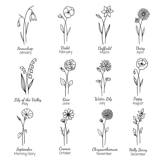 miesiąc urodzenia kwiaty zestaw. ręcznie rysowany zestaw kwiatów. sylwetka wektorowa płaska ilustracja. astrologiczny zodiak, ezoteryczny, tatuaż. - daffodil stock illustrations