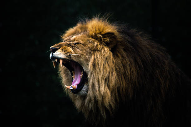 primer plano de un león rugiente - leon fotografías e imágenes de stock